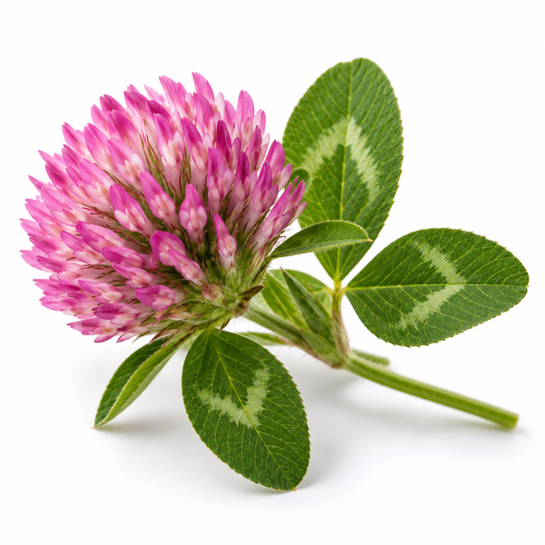 Red Clover Flower