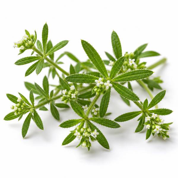 Cleavers Aerial Parts